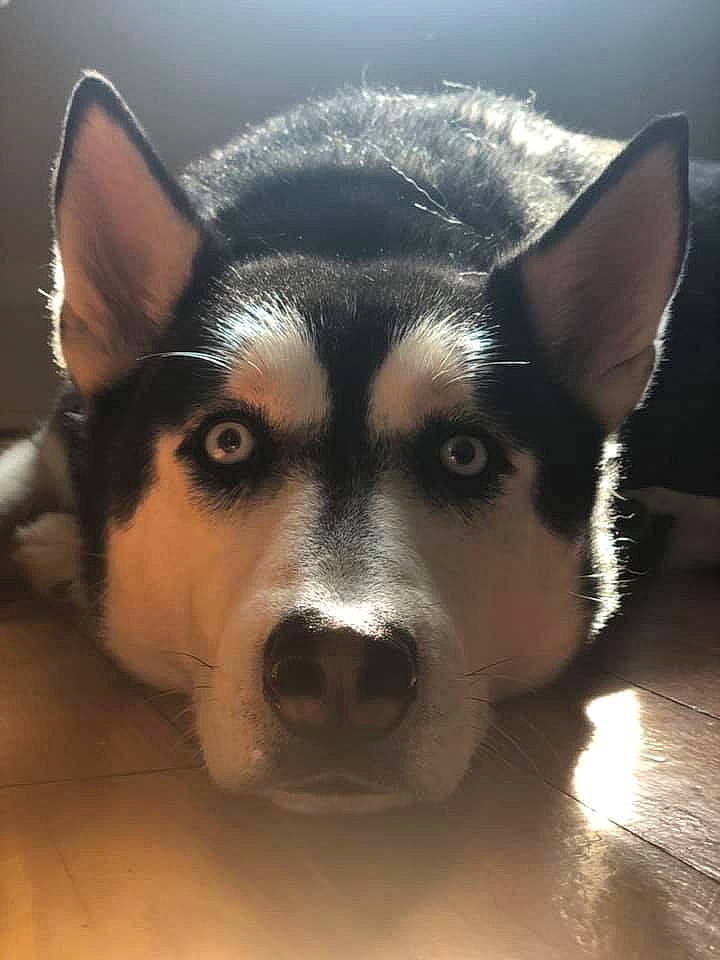 Kingsley is registered to the contest to win money with this photo: alaskan_klee_kai, alaskan_malamute, canidae, carnivore, dog, dog_breed, eye, head, labrador_husky, mammal, miniature_siberian_husky, nose, sakhalin_husky, seppala_siberian_sleddog, siberian_husky, sled_dog, snout, vertebrate, whiskers, wolfdog