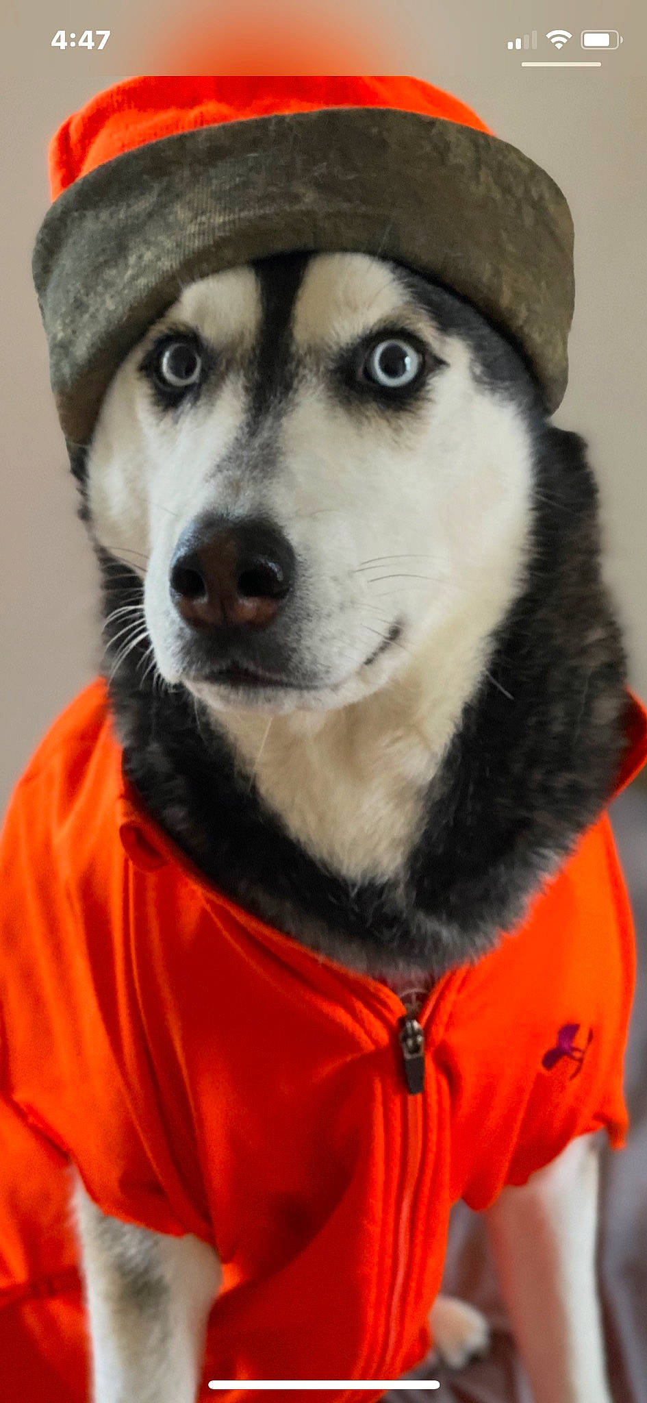 Kingsley is registered to the contest to win money with this photo: alaskan_malamute, ancient_dog_breeds, canidae, carnivore, companion_dog, dog, dog_breed, eye, labrador_husky, mammal, nose, rare_breed_dog, sakhalin_husky, seppala_siberian_sleddog, siberian_husky, sled_dog, snout, sporting_group, whiskers, working_dog