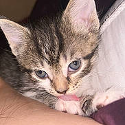 Jax joined the competition — help win amazing prizes! animal, blue_eyes, cat, close_up, cozy, cute, fur, human_arm, indoor, kitten, licking, paw, pet, pink_tongue, resting, soft, striped, tabby, whiskers, young