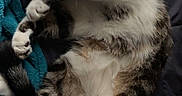 Jax is registered to the contest to win money with this photo: animal, blanket, cat, companion, cozy, curious, cute, domestic, feline, fur, indoor, lying_down, paws, pet, quilt, relaxed, resting, sleepy, tabby, whiskers