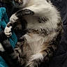 animal, blanket, cat, companion, cozy, curious, cute, domestic, feline, fur, indoor, lying_down, paws, pet, quilt, relaxed, resting, sleepy, tabby, whiskers