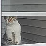 Jax is registered to the contest to win money with this photo: animal, calm, cat, curious, domestic, door, feline, glass_door, gray, house, indoor, looking_out, pet, quiet, reflection, sitting, striped, tabby, white, window