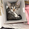 Jax joined the competition — help win amazing prizes! animal, bag, box, cardboard, cat, curious, cute, ears, eyes, fur, indoor, kitten, pet, plastic_bottle, purse, small, tabby, tail, whiskers, wooden_surface