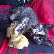 Nalya a rejoint le concours — aidez-le/la à gagner de superbes lots ! kitten, cat, tortoiseshell, stuffed_toy, paw, blanket, red, black, floral_pattern, fur, cute, pet, indoor, resting, curious, whiskers, claw, soft, cozy, playful