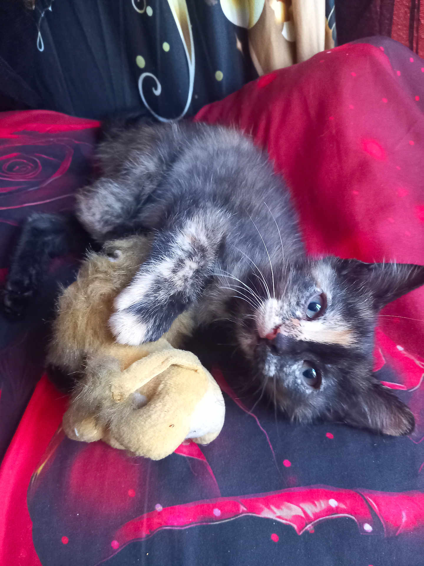 Nalya a rejoint le concours — aidez-le/la à gagner de superbes lots ! kitten, cat, tortoiseshell, stuffed_toy, paw, blanket, red, black, floral_pattern, fur, cute, pet, indoor, resting, curious, whiskers, claw, soft, cozy, playful