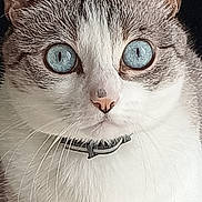 Chipie participe au concours pour gagner de l'argent avec cette photo : cat, animal, pet, close_up, portrait, blue_eyes, white_fur, gray_fur, fluffy, whiskers, pink_nose, ears, face, eyes, nose, fur, indoors, dark_background, staring, photography