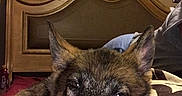 Macie joined the competition — help win amazing prizes! dog, puppy, german_shepherd, pet, animal, portrait, close_up, lying_down, bed, bedroom, headboard, pillow, blanket, brown_fur, black_muzzle, pointed_ears, sleepy, indoors, home_decor, photography