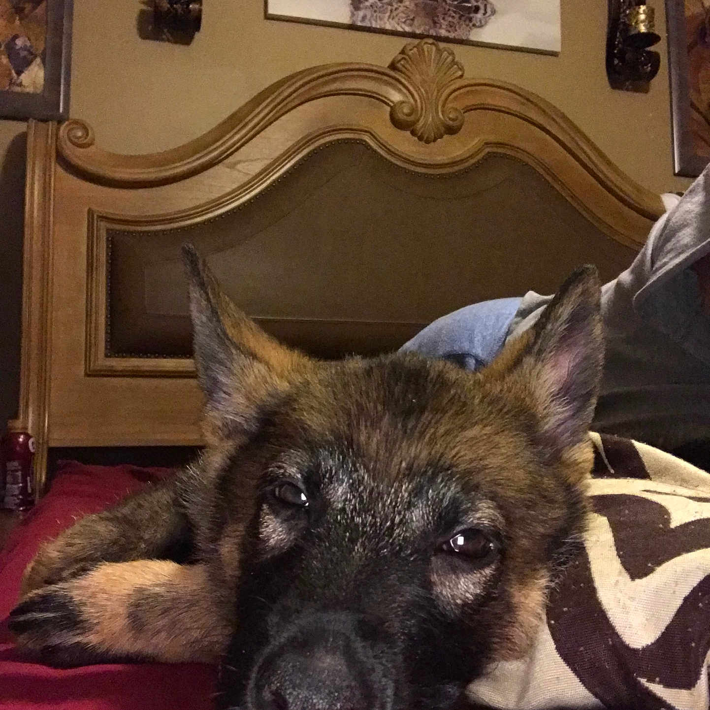 Macie