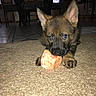 Macie is registered to the contest to win money with this photo: puppy, dog, canine, pet, animal, brown_fur, black_muzzle, upright_ears, blue_eyes, chew_toy, carpet, indoor, living_room, home, floor, sitting, lying_down, close_up, flash_photography, playful