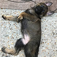 Macie is registered to the contest to win money with this photo: puppy, dog, animal, lying_down, belly_up, cute, adorable, black_and_tan, floppy_ears, long_tail, paws, fur, terrazzo_floor, outdoor, patio, chair, portrait, playful, looking_at_camera, belly_rub