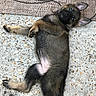 puppy, dog, animal, lying_down, belly_up, cute, adorable, black_and_tan, floppy_ears, long_tail, paws, fur, terrazzo_floor, outdoor, patio, chair, portrait, playful, looking_at_camera, belly_rub