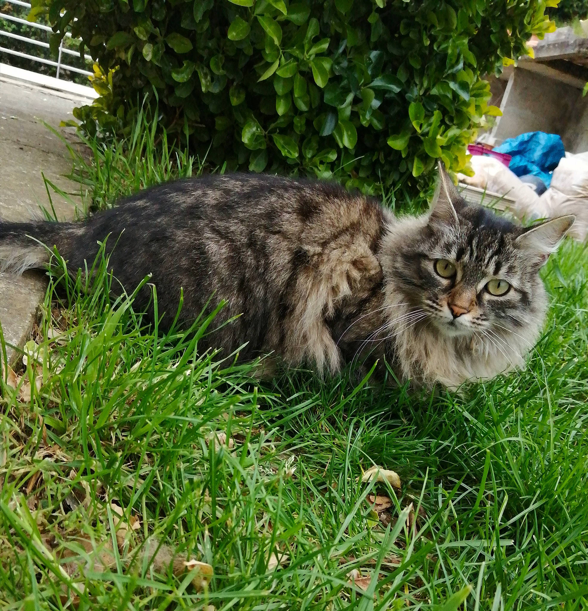 Kiara a rejoint le concours — aidez-le/la à gagner de superbes lots ! carnivore, cat, domestic_short_haired_cat, felidae, fur, grass, groundcover, herb, maine_coon, plant, small_to_medium_sized_cats, tail, terrestrial_animal, whiskers