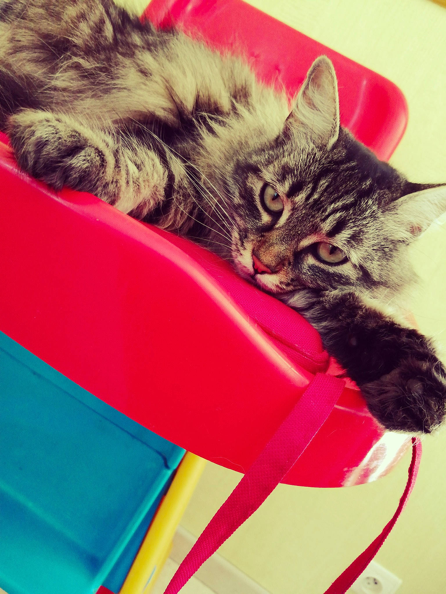 Kiara participe au concours pour gagner de l'argent avec cette photo : carnivore, cat, claw, comfort, domestic_short_haired_cat, felidae, fun, fur, grass, leisure, magenta, paw, plant, plastic, recreation, small_to_medium_sized_cats, square, tail, visual_arts, whiskers