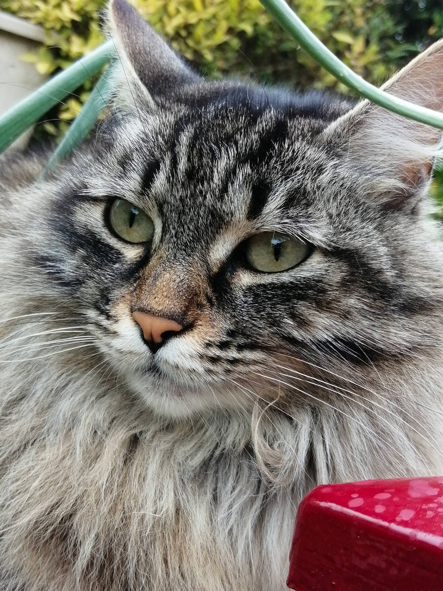 Kiara a rejoint le concours — aidez-le/la à gagner de superbes lots ! british_longhair, carnivore, cat, claw, domestic_short_haired_cat, felidae, fur, grass, maine_coon, mammal, paw, plant, small_to_medium_sized_cats, snout, terrestrial_animal, tree, vertebrate, whiskers, wildlife, window