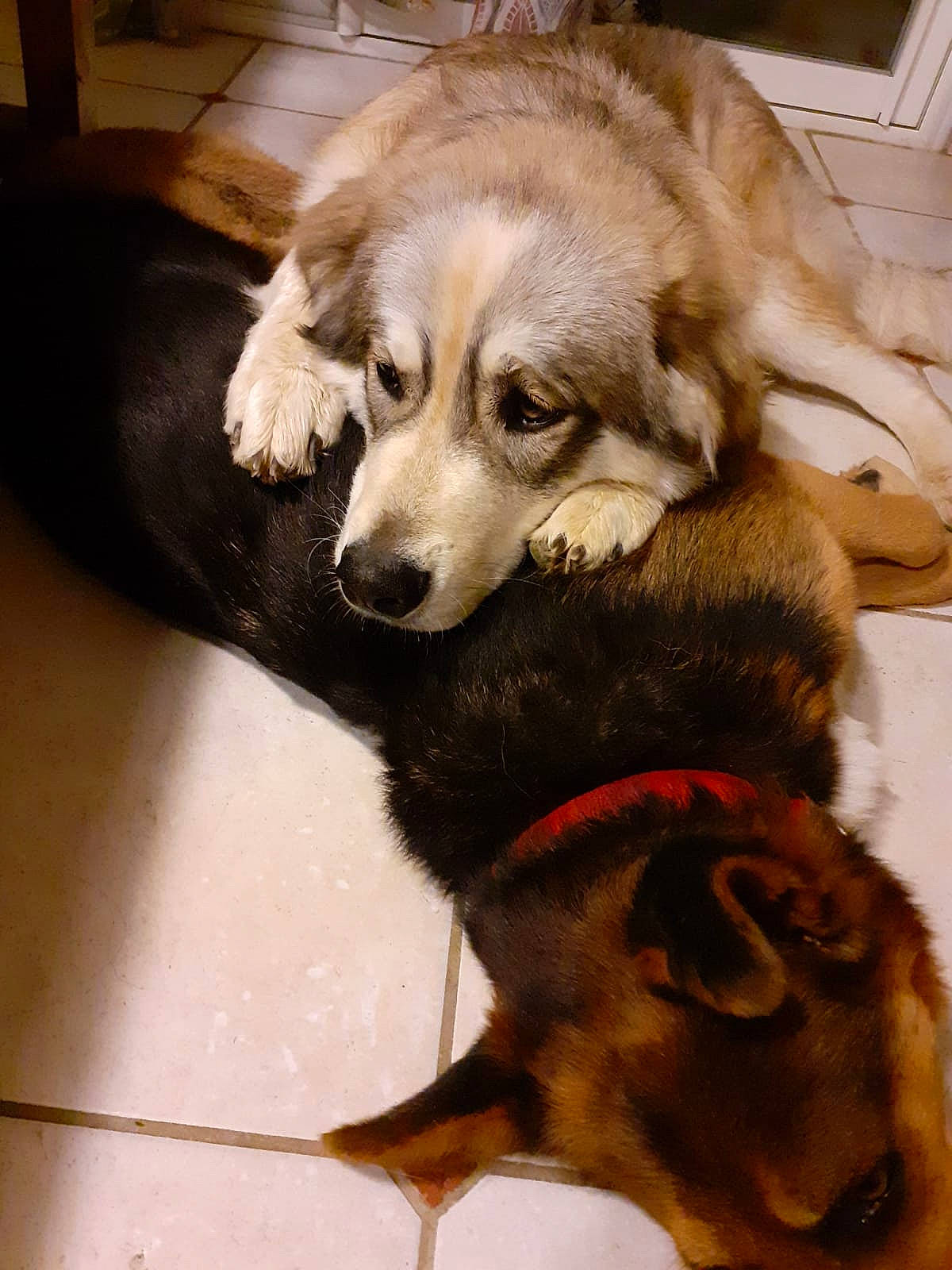 Chetan a rejoint le concours — aidez-le/la à gagner de superbes lots ! canidae, carnivore, collar, comfort, companion_dog, dog, dog_breed, dog_collar, dog_supply, fawn, flooring, fur, liver, paw, pet_supply, snout, sporting_group, tail, working_animal, working_dog