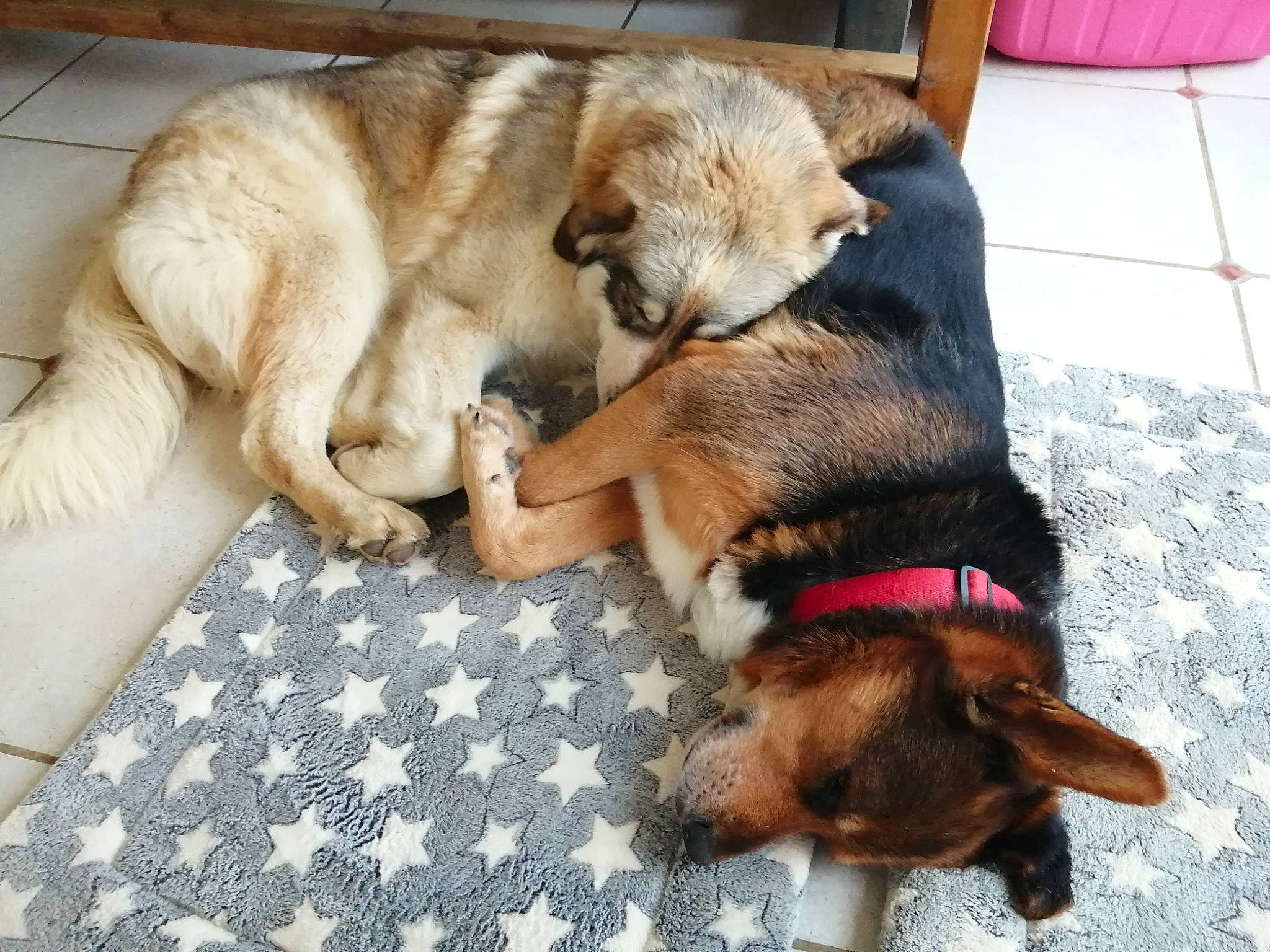 Chetan participe au concours pour gagner de l'argent avec cette photo : canidae, carnivore, claw, collar, comfort, companion_dog, dog, dog_breed, dog_supply, fawn, flooring, fur, guard_dog, liver, paw, snout, sporting_group, tail, working_animal, working_dog