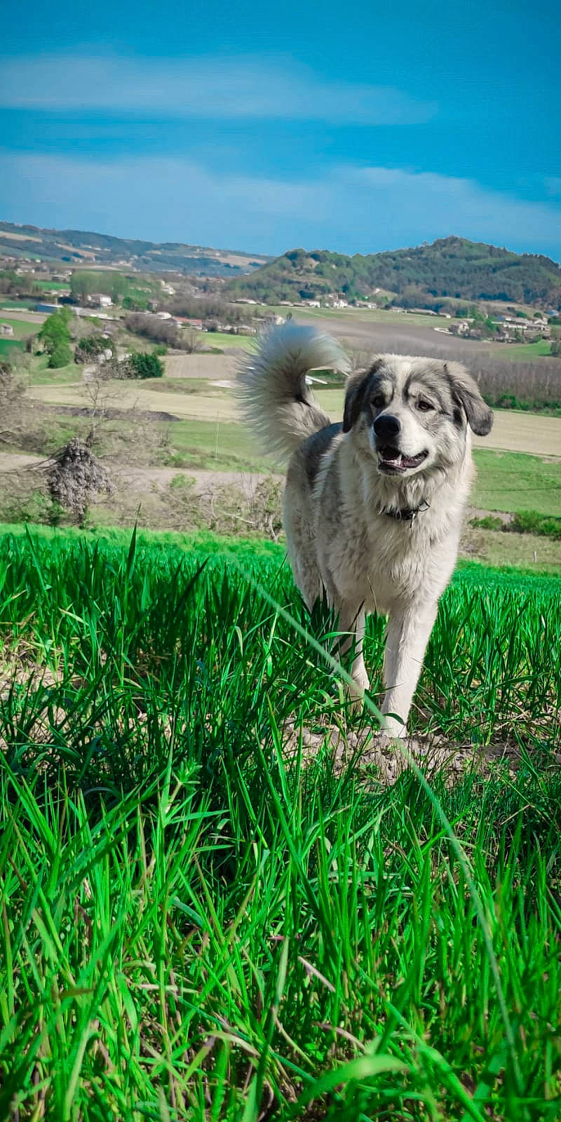Chetan a rejoint le concours — aidez-le/la à gagner de superbes lots ! canidae, carnivore, cloud, companion_dog, dog, dog_breed, grass, grass_family, grassland, green, landscape, mountain, natural_landscape, pasture, plant, prairie, sky, sporting_group, tree, working_animal