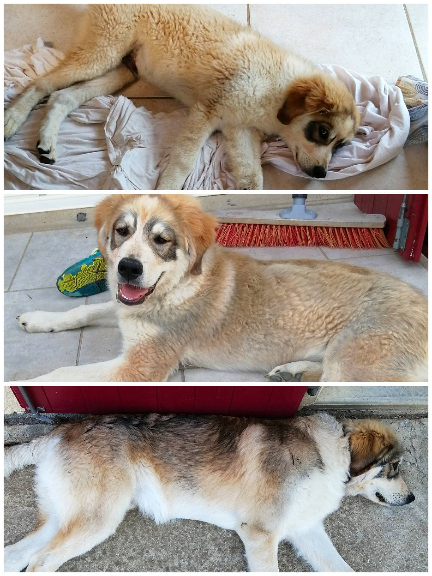 Chetan participe au concours pour gagner de l'argent avec cette photo : ancient_dog_breeds, canidae, carnivore, circle, collar, companion_dog, dog, dog_breed, dog_supply, flooring, fur, paw, pet_supply, photo_caption, photography, rectangle, sporting_group, terrestrial_animal, working_animal, working_dog