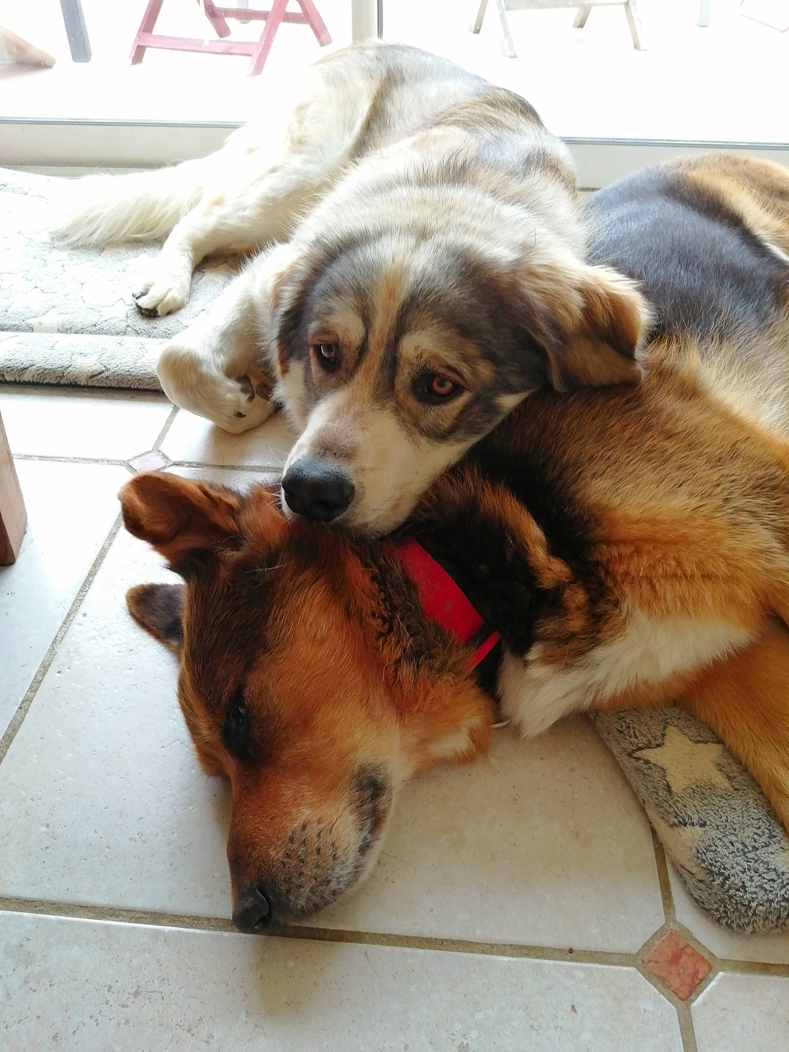 Chetan a rejoint le concours — aidez-le/la à gagner de superbes lots ! canidae, carnivore, collar, comfort, companion_dog, dog, dog_breed, fawn, flooring, fur, paw, snout, sporting_group, working_animal, working_dog