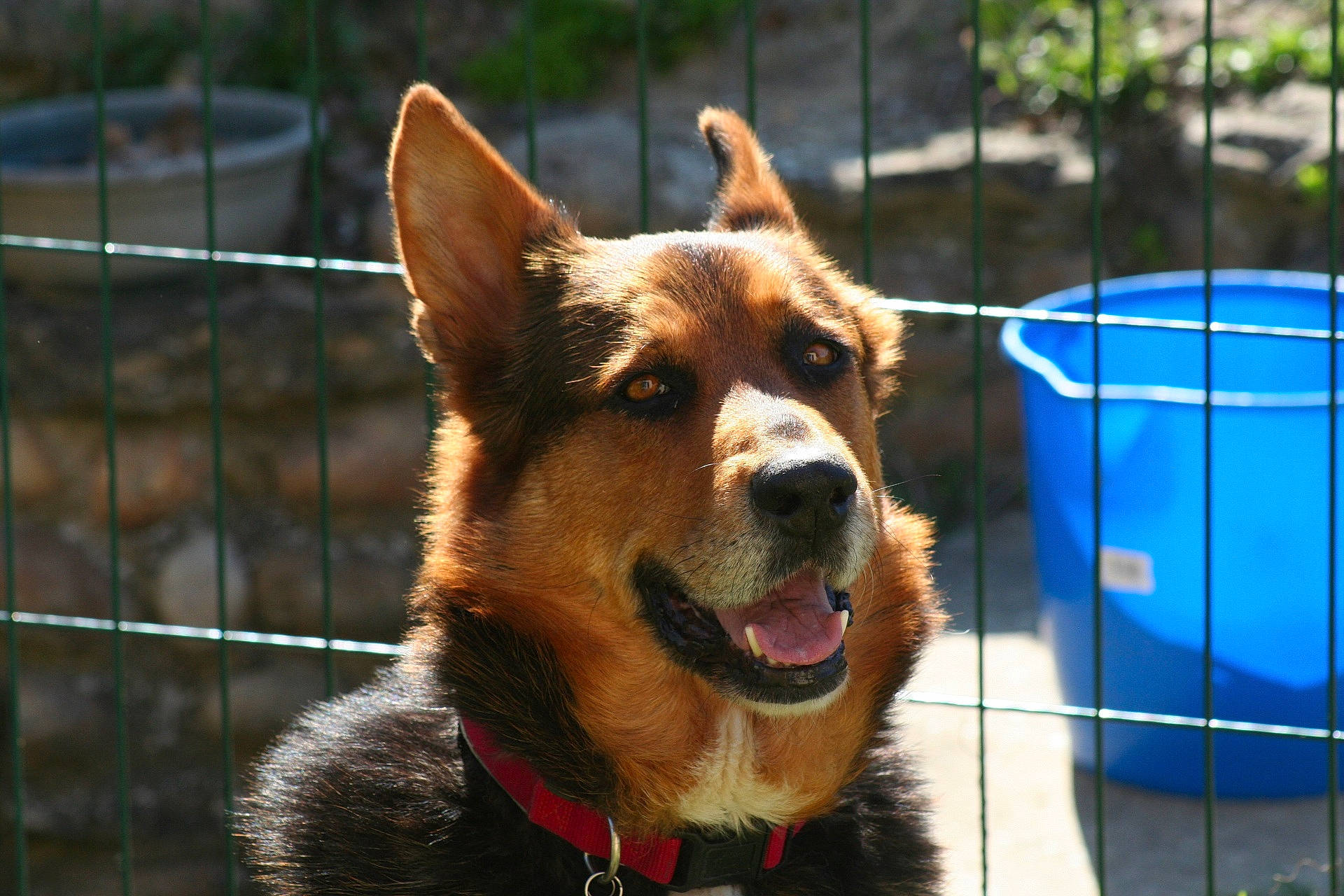 Gloria a rejoint le concours — aidez-le/la à gagner de superbes lots ! animal_shelter, canidae, carnivore, collar, companion_dog, dog, dog_breed, dog_collar, dog_supply, fang, fawn, fence, fur, jaw, mesh, pet_supply, snout, sporting_group, whiskers, wire_fencing