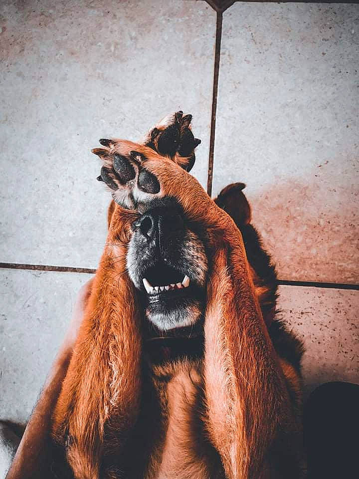 Gloria a rejoint le concours — aidez-le/la à gagner de superbes lots ! fur, happy, landscape, liver, livestock, metal, shadow, snout, street_fashion, terrestrial_animal, tints_and_shades, visual_arts, wildlife, wood, working_animal