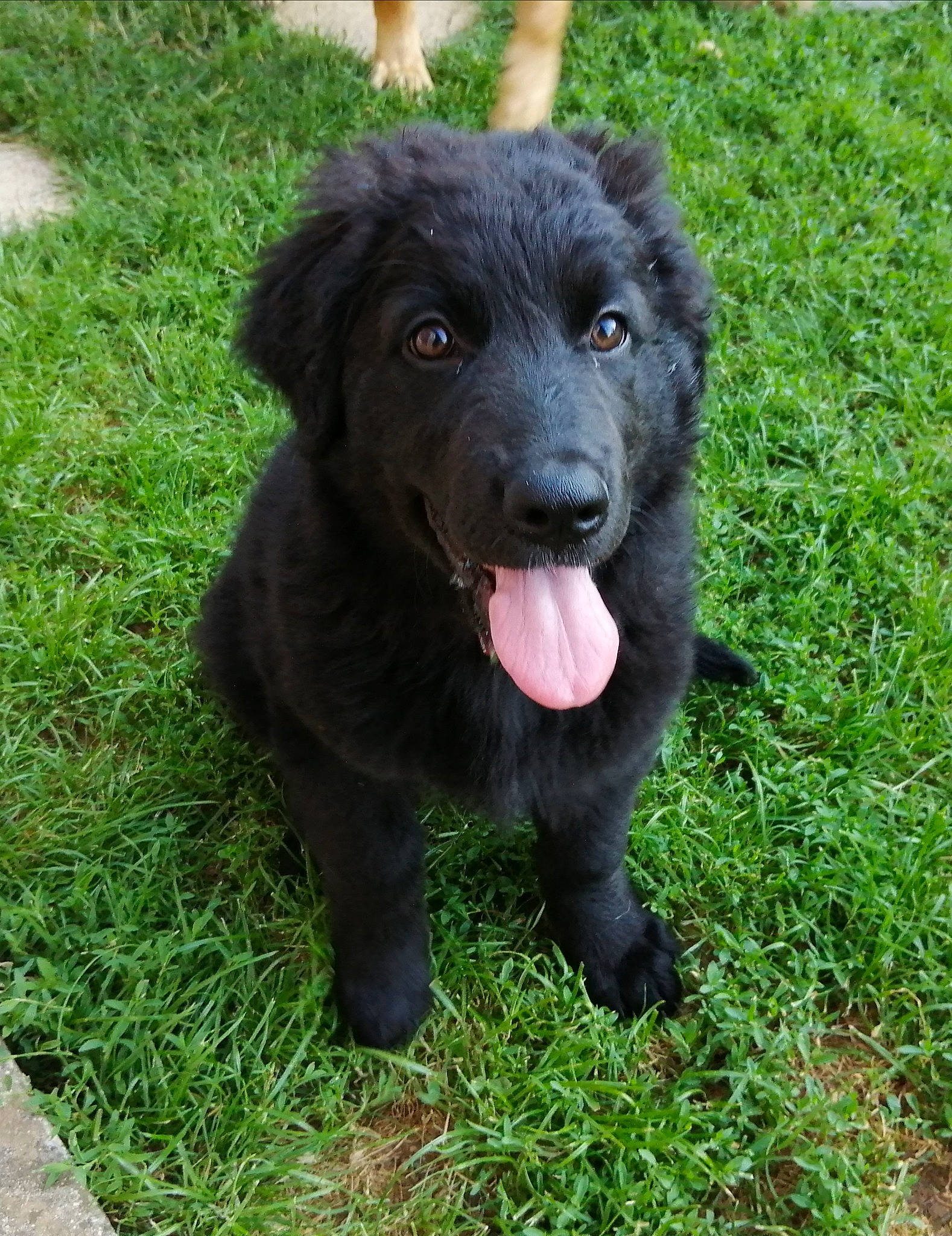 Echo a rejoint le concours — aidez-le/la à gagner de superbes lots ! borador, carnivore, companion_dog, dog, dog_breed, fur, grass, herding_dog, non_sporting_group, plant, puppy, retriever, snout, sporting_group, terrestrial_animal, working_animal, working_dog