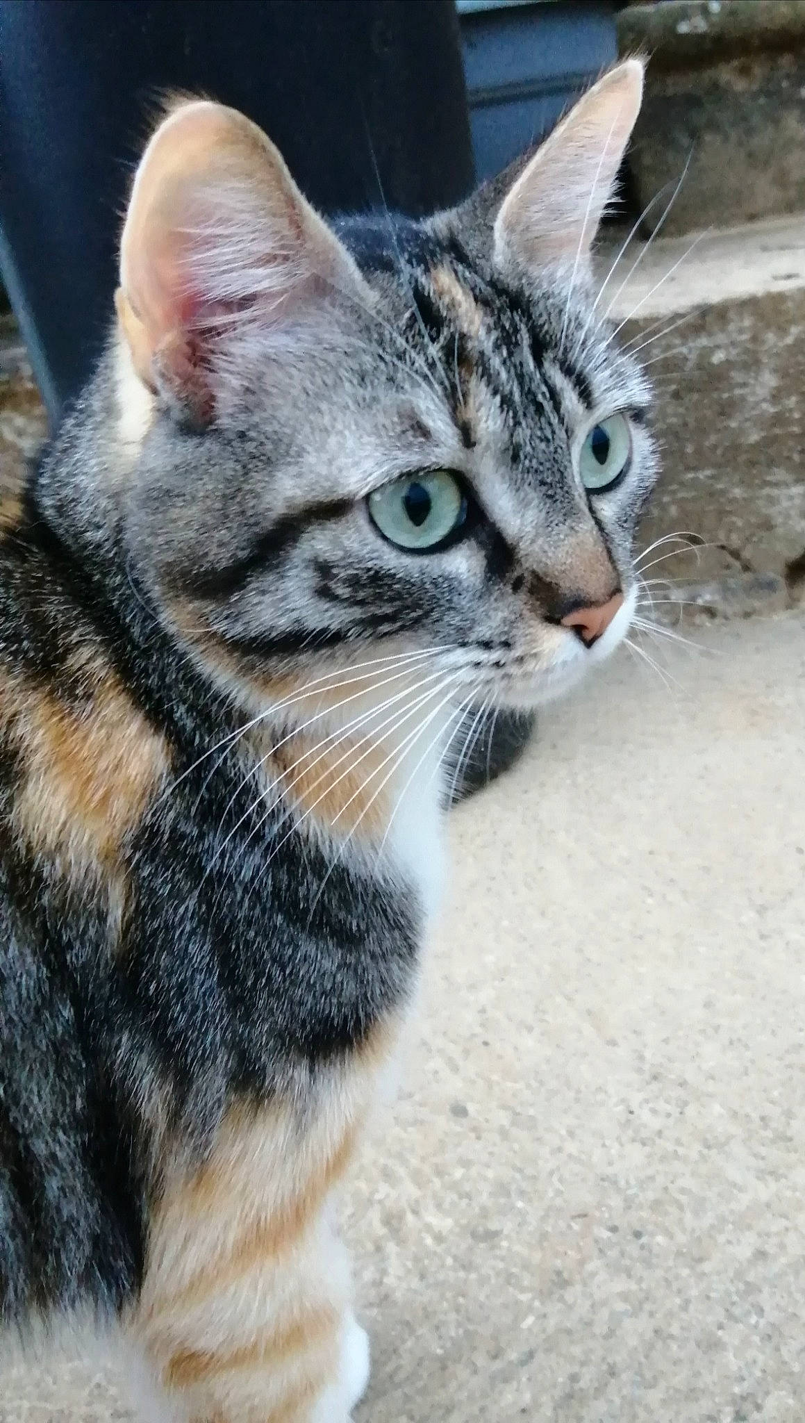 Mia participe au concours pour gagner de l'argent avec cette photo : carnivore, cat, claw, close_up, domestic_short_haired_cat, felidae, fur, grass, paw, small_to_medium_sized_cats, snout, terrestrial_animal, whiskers, wildlife