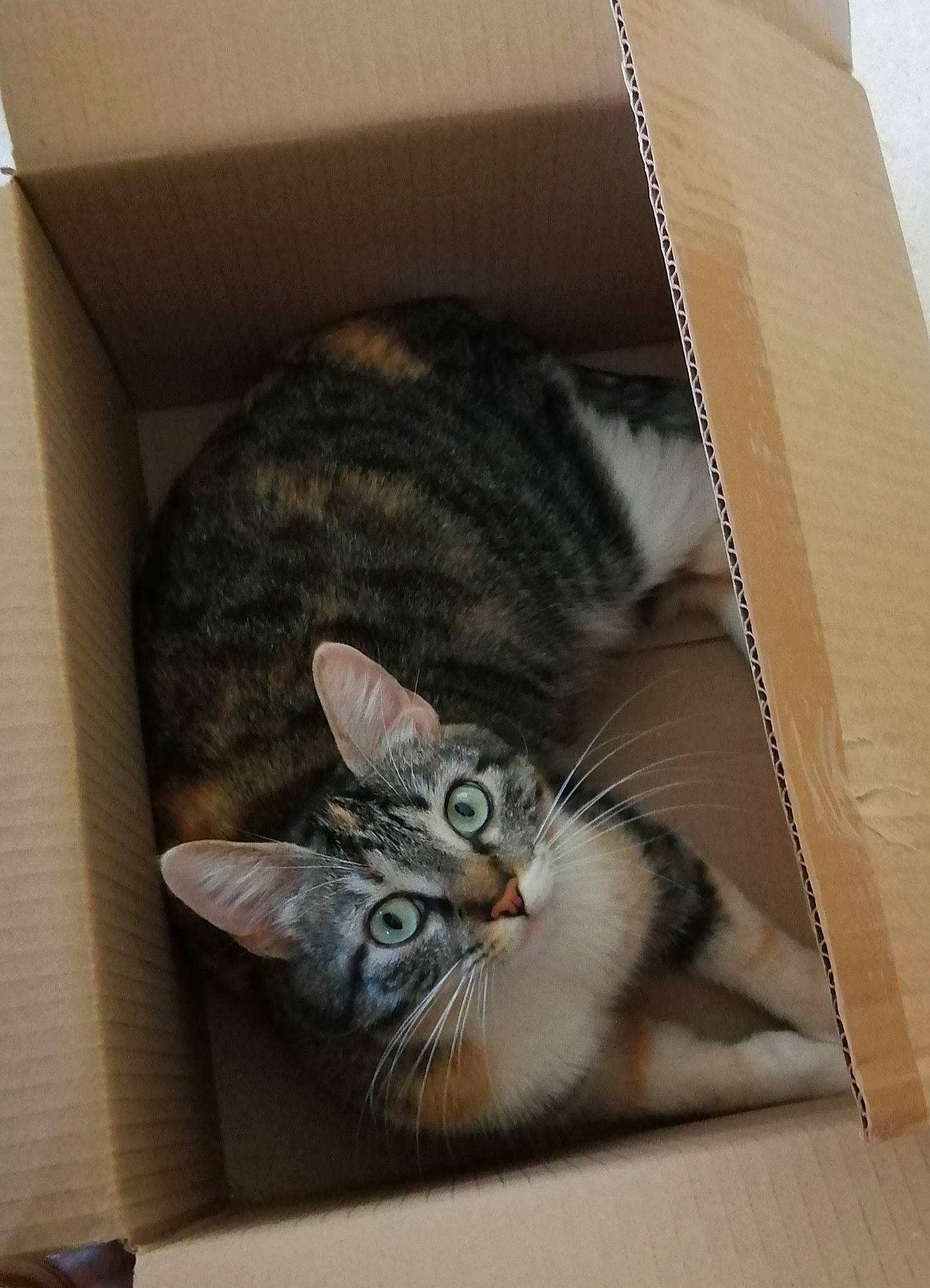 Mia a rejoint le concours — aidez-le/la à gagner de superbes lots ! box, cardboard, carnivore, cat, comfort, domestic_short_haired_cat, door, ear, felidae, fur, grey, paw, rectangle, room, small_to_medium_sized_cats, snout, tail, whiskers, window, wood