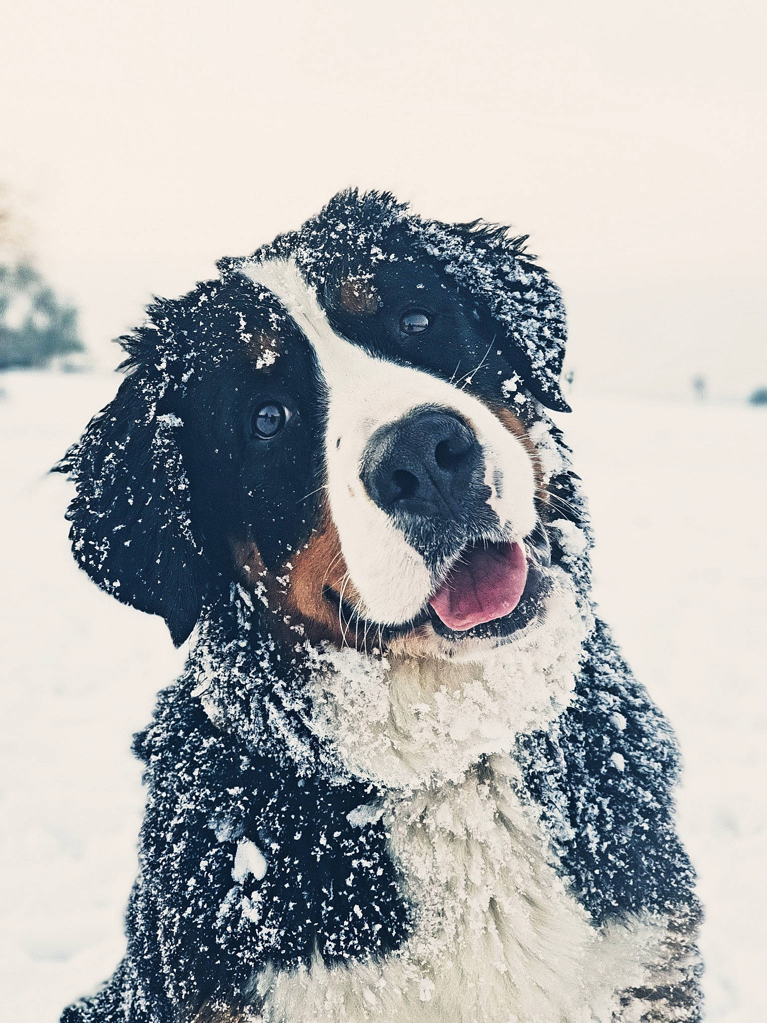 Layka a rejoint le concours — aidez-le/la à gagner de superbes lots ! art, canidae, carnivore, companion_dog, dog, dog_breed, eyewear, freezing, fur, goggles, gun_dog, shout, snout, snow, sporting_group, toy_dog, water_dog, winter, working_animal, working_dog