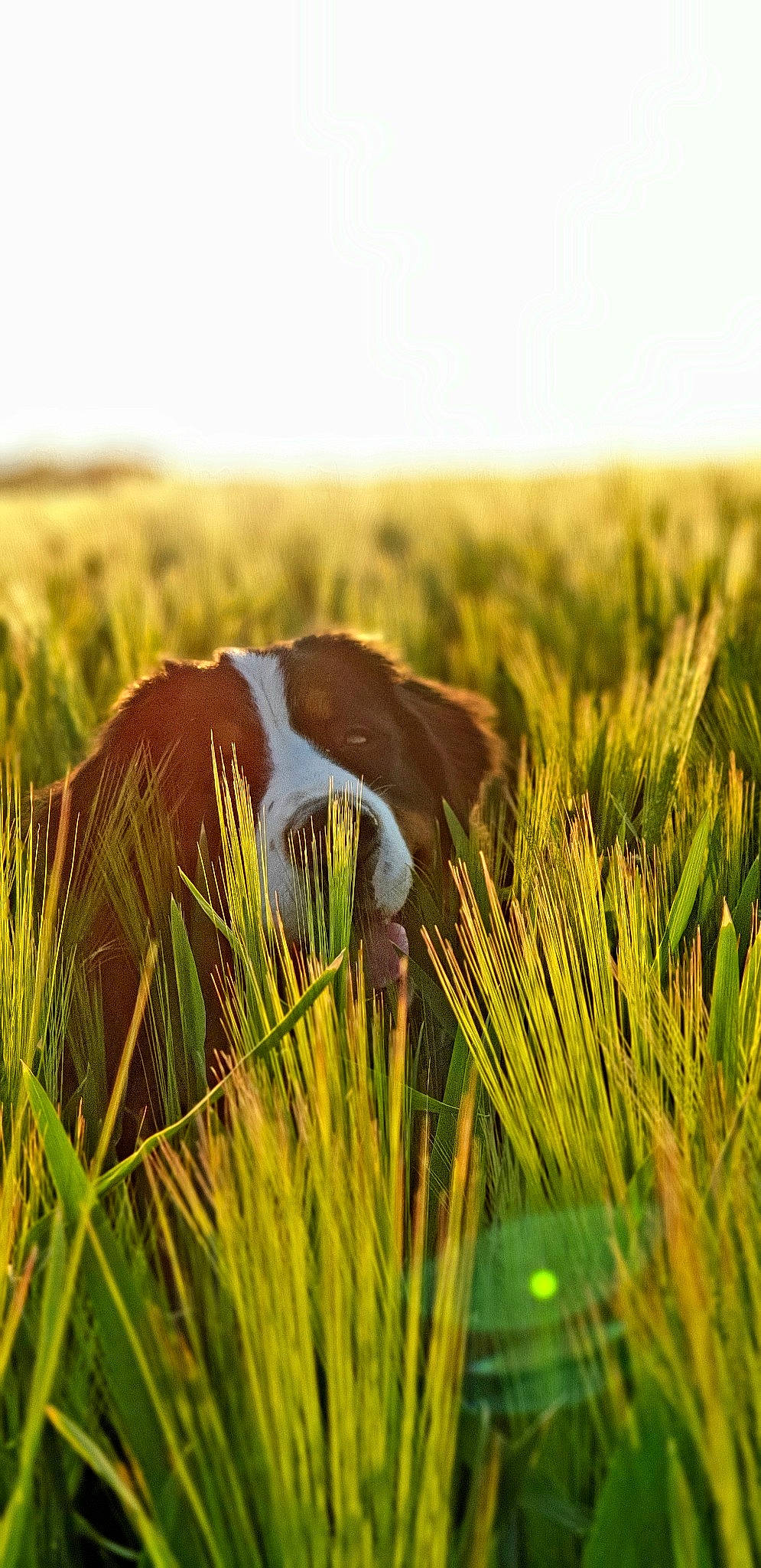 Layka participe au concours pour gagner de l'argent avec cette photo : beak, bird, field, flowering_plant, grass, grassland, grazing, landscape, meadow, natural_landscape, pasture, people_in_nature, plant, prairie, seabird, shrubland, soil, steppe, terrestrial_animal, wildlife
