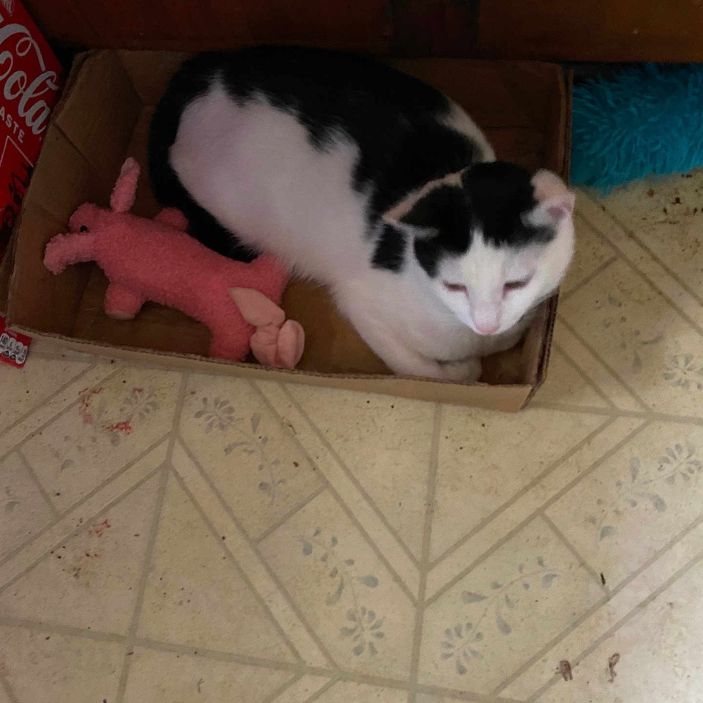 Oreo