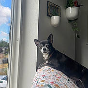 Rue is registered to the contest to win money with this photo: dog, chihuahua, pet, window, window_screen, sofa, blanket, floral_pattern, indoor, plant, wall, picture_frame, curious, ears_up, collar, sitting, portrait, sunlight, home, black_and_white