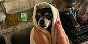 Rue is registered to the contest to win money with this photo: dog, chihuahua, small_dog, towel, wrapped, bath_time, hands, human_hands, tattoo, bracelet, kitchen_sink, countertop, dish_rack, pots_and_pans, soap, faucet, wet_fur, wide_eyes, portrait, cute
