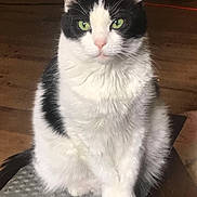 Tara is registered to the contest to win money with this photo: cat, black_and_white, green_eyes, sitting, stool, indoor, wooden_floor, pet, animal, fur, whiskers, cute, domestic_cat, feline, looking_at_camera, quiet, calm, household, mammal, portrait