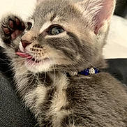 Clochette a rejoint le concours — aidez-le/la à gagner de superbes lots ! kitten, cat, pet, tongue, paw, close_up, gray_tabby, fur, collar, blue_collar, cute, animal, whiskers, indoor, young, playful, pink_paw_pads, feline, small, adorable