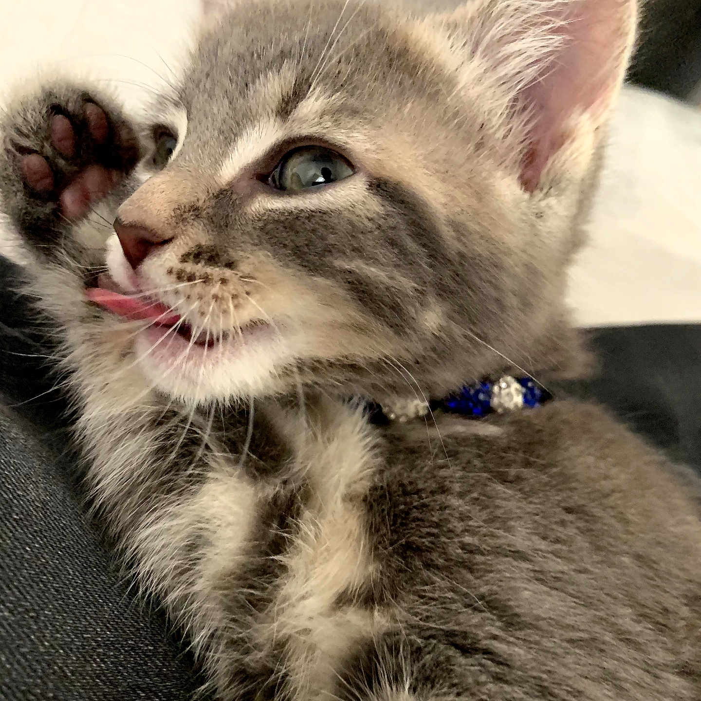 Clochette a rejoint le concours — aidez-le/la à gagner de superbes lots ! kitten, cat, pet, tongue, paw, close_up, gray_tabby, fur, collar, blue_collar, cute, animal, whiskers, indoor, young, playful, pink_paw_pads, feline, small, adorable