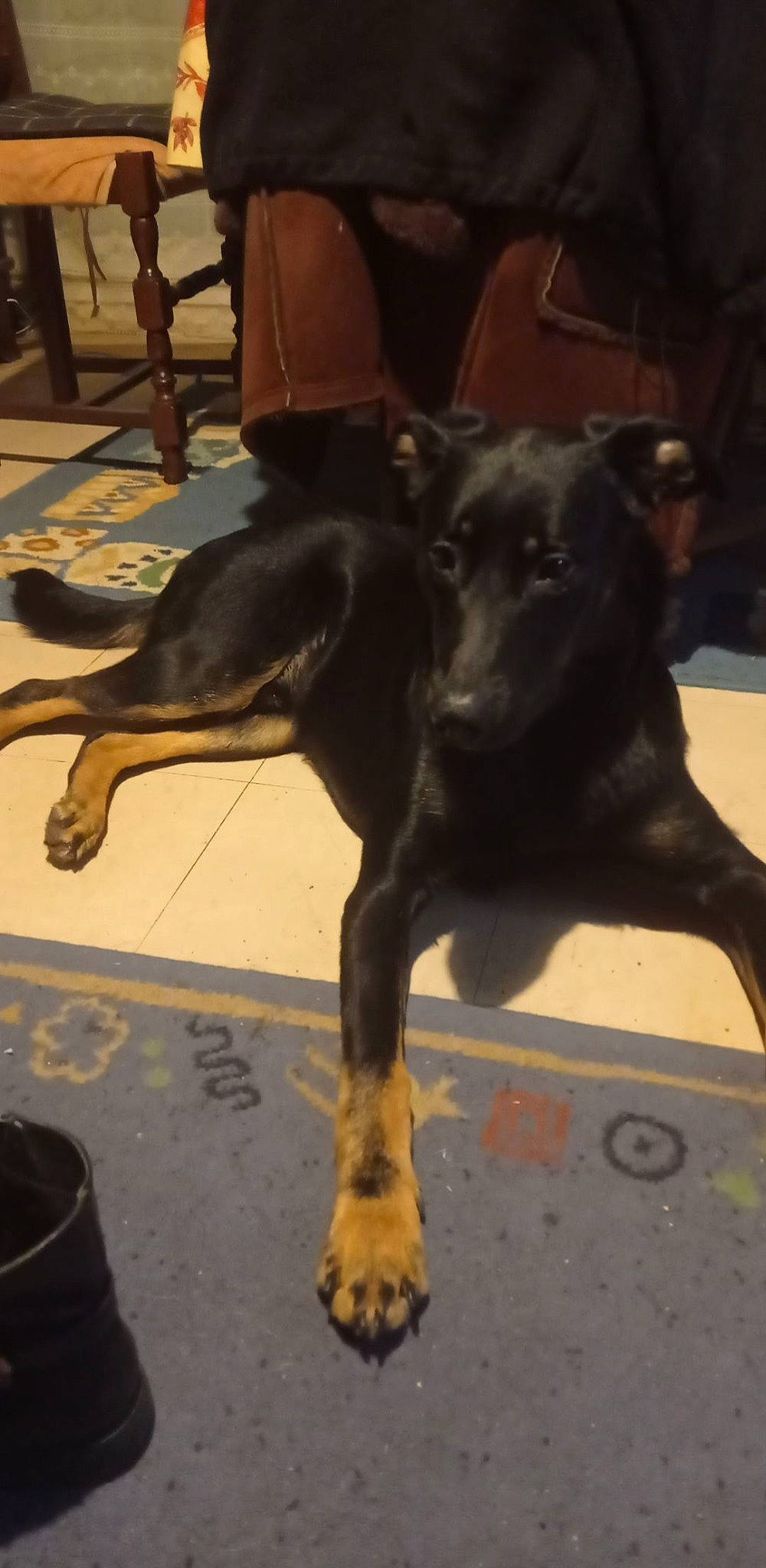 Kylo a rejoint le concours — aidez-le/la à gagner de superbes lots ! canidae, carnivore, chair, companion_dog, dog, dog_breed, event, fawn, flooring, guard_dog, non_sporting_group, plott_hound, snout, sporting_group, tail, terrestrial_animal, working_animal, working_dog