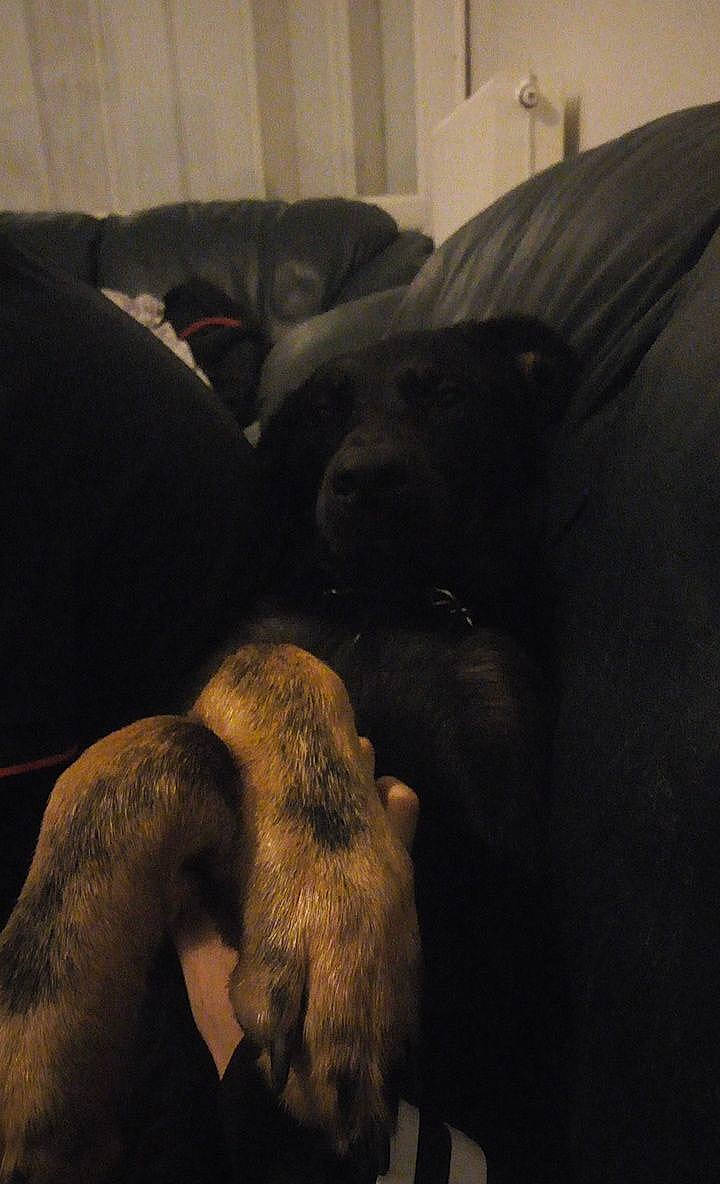 Kylo a rejoint le concours — aidez-le/la à gagner de superbes lots ! canidae, carnivore, comfort, companion_dog, couch, darkness, dog, dog_breed, fawn, grey, guard_dog, non_sporting_group, sporting_group, working_animal