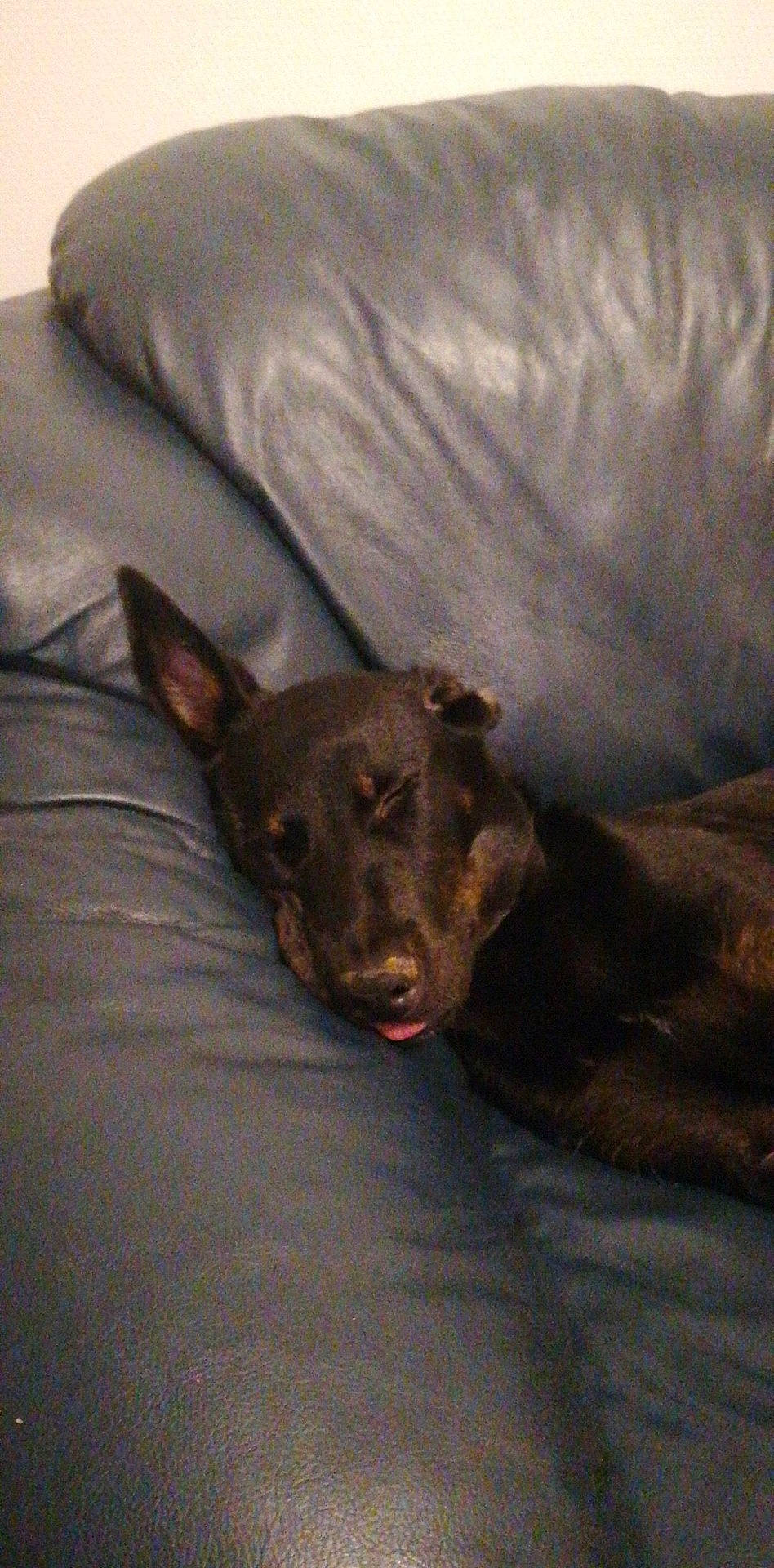 Kylo a rejoint le concours — aidez-le/la à gagner de superbes lots ! bed, canidae, carnivore, comfort, companion_dog, dog, dog_breed, fur, grey, guard_dog, linens, liver, paw, pinscher, snout, sporting_group, terrestrial_animal, toy_dog, whiskers, working_animal