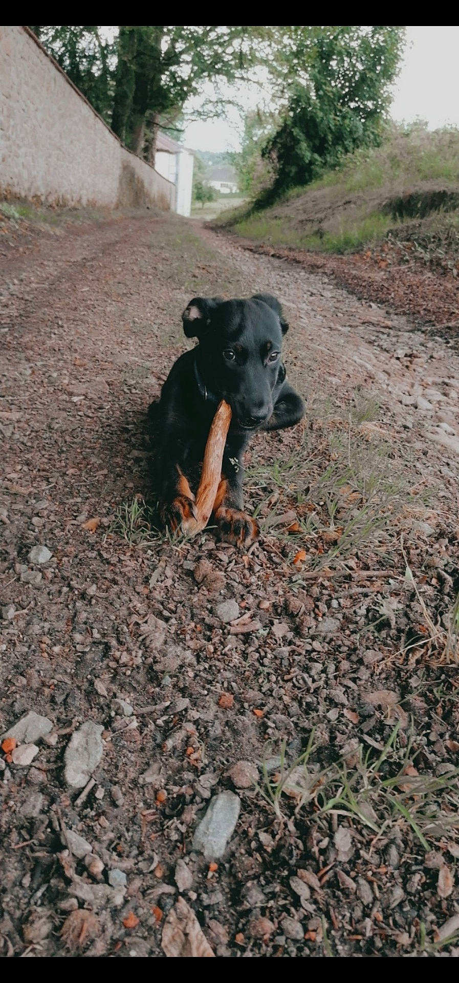 Kylo a rejoint le concours — aidez-le/la à gagner de superbes lots ! adventure, canidae, carnivore, companion_dog, dog, dog_breed, fawn, grass, guard_dog, landscape, pasture, plant, snout, soil, sporting_group, street_dog, tail, terrestrial_animal, wildlife, working_animal