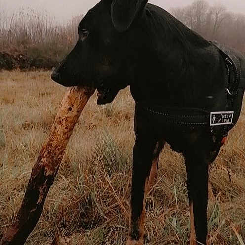 Kylo