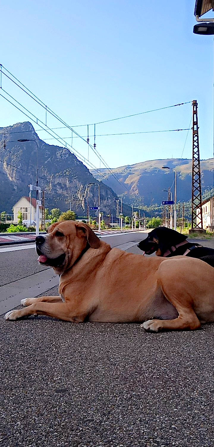 Pablo a rejoint le concours — aidez-le/la à gagner de superbes lots ! carnivore, collar, companion_dog, dog, dog_breed, electricity, fawn, guard_dog, hill, landscape, mountain, mountain_range, mountainous_landforms, overhead_power_line, plant, public_utility, sky, slope, sporting_group, working_animal