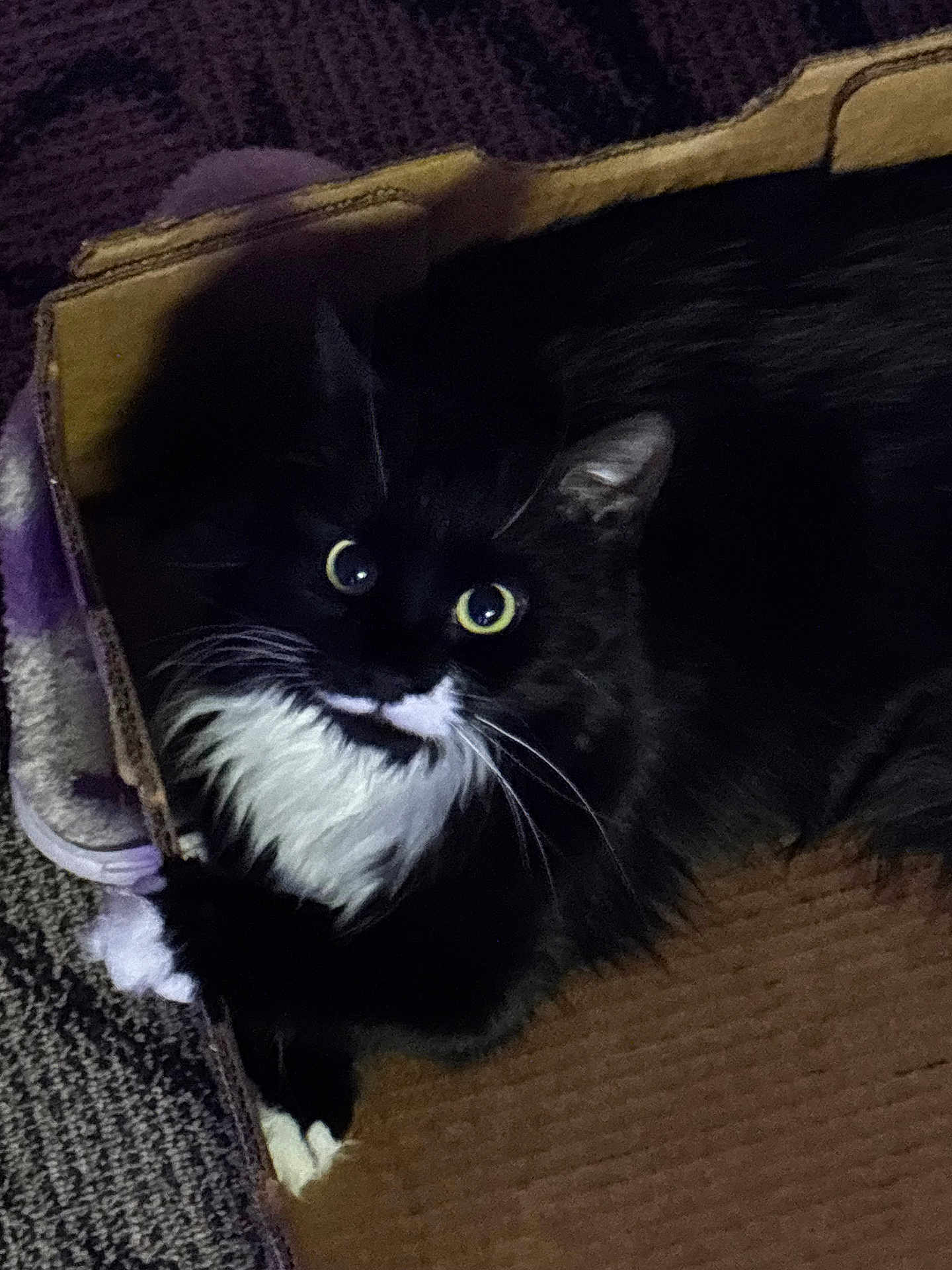 Zena