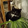 animal, black_and_white_cat, cat, cozy, cute, domestic_cat, feline, floor, green_leaves, houseplant, indoor, leaf, pet, plant, plant_pot, relaxed, resting, wall, wood, wooden_furniture