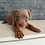 puppy, dog, blue_eyes, brown_fur, lying_down, pets, animal, domestic_animal, cute, young_animal, face, ears, table, indoor, looking_at_camera, front_paws, snout, fur, background, brick_wall