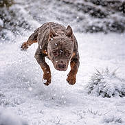 Zion a rejoint le concours — aidez-le/la à gagner de superbes lots ! action, bokeh_background, dog, ears, energetic, fast, fur, jumping, mid_air, motion, muzzle, outdoors, paws, pet, playful, portrait, snow, snowflakes, snowy_ground, winter