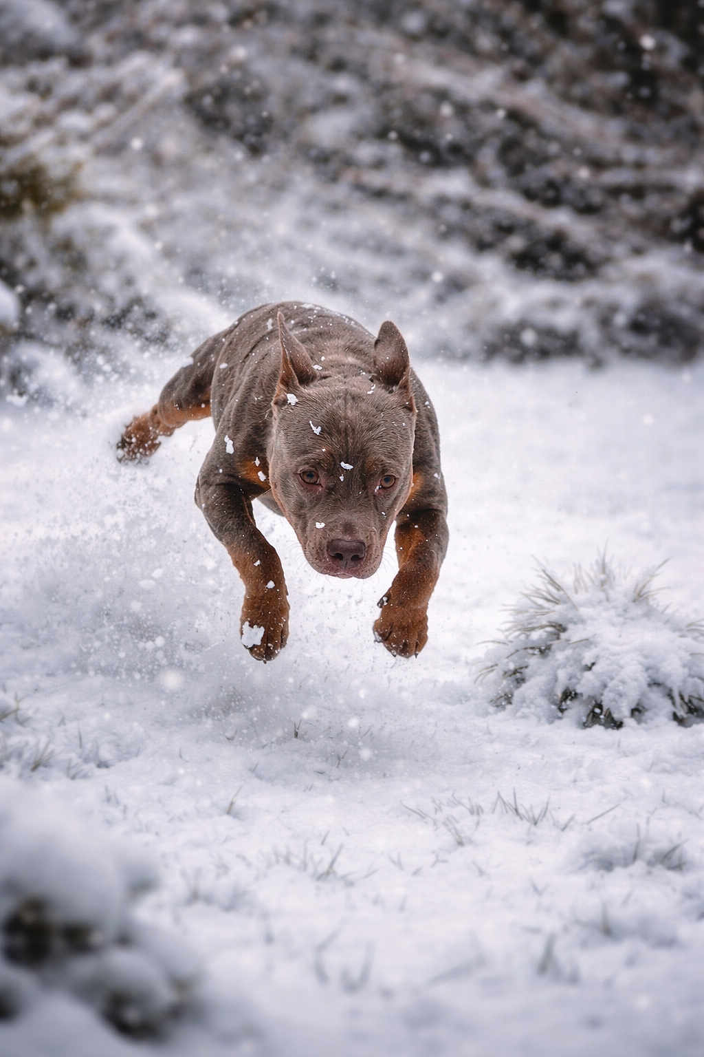 Zion a rejoint le concours — aidez-le/la à gagner de superbes lots ! action, bokeh_background, dog, ears, energetic, fast, fur, jumping, mid_air, motion, muzzle, outdoors, paws, pet, playful, portrait, snow, snowflakes, snowy_ground, winter