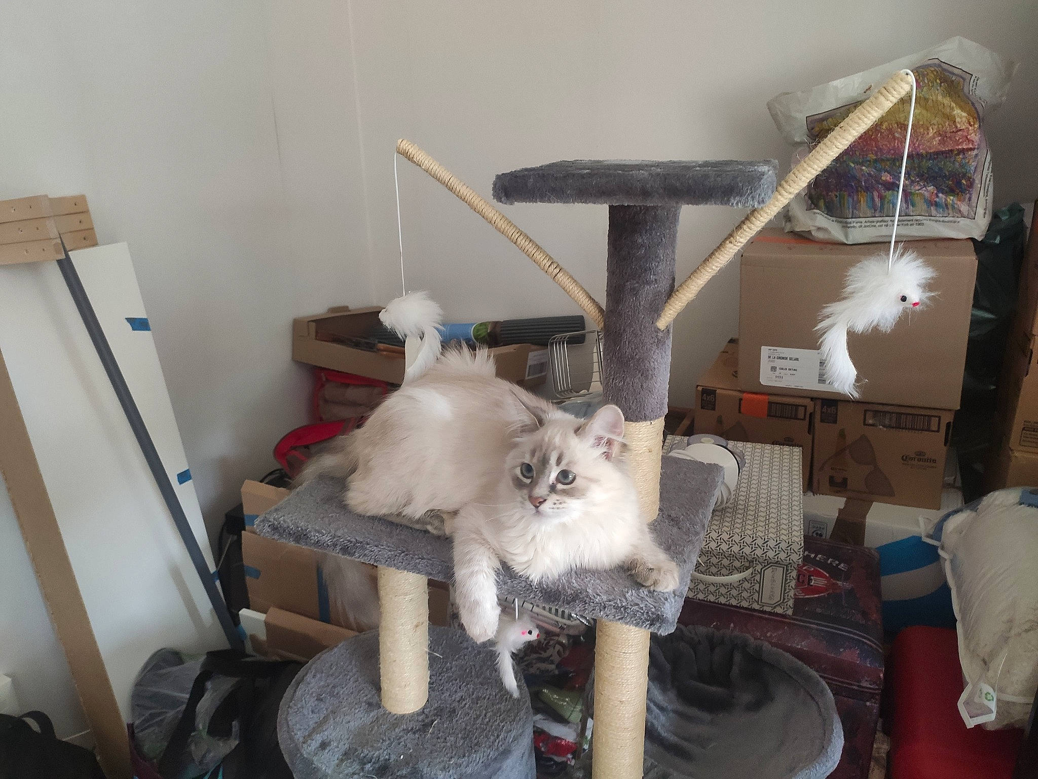 Soquette participe au concours pour gagner de l'argent avec cette photo : bookcase, carnivore, cat, cat_supply, chair, comfort, companion_dog, couch, felidae, flooring, fur, hardwood, living_room, pillow, room, shelf, shelving, small_to_medium_sized_cats, tail, wood