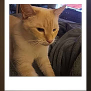 Snoopy is registered to the contest to win money with this photo: cat, cream_colored, pet, animal, blanket, cozy, indoor, feline, fur, whiskers, ears, relaxed, soft_lighting, bedroom, home, domestic, close_up, cute, sleepy, quiet