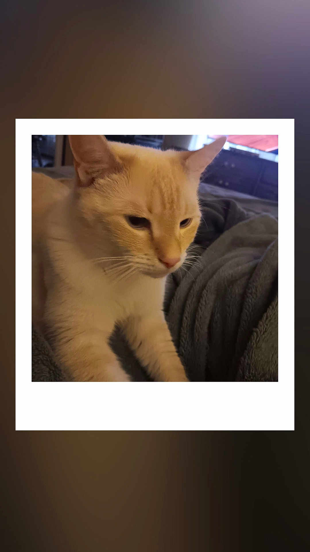 Snoopy is registered to the contest to win money with this photo: cat, cream_colored, pet, animal, blanket, cozy, indoor, feline, fur, whiskers, ears, relaxed, soft_lighting, bedroom, home, domestic, close_up, cute, sleepy, quiet